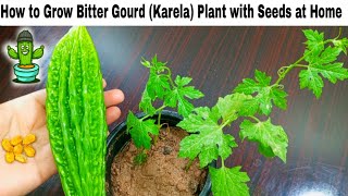 How to Grow Bitter Gourd Karela Plant with Seeds at Home by Gardening with GuleRana [upl. by Brenna]