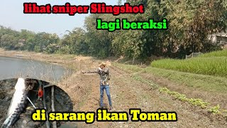 lihat sniper Slingshot ini berburu di sarang ikan Toman slingshot slinger hunting fishunting [upl. by Ainegul]