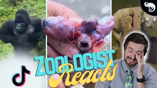 Zoologist Reacts To Viral Animal TikTok [upl. by Aitra912]