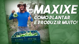 COMO PLANTAR MAXIXE E PRODUZIR MUITO INÍCIO MEIO E FIM [upl. by Adar360]