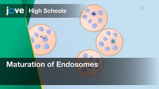 Maturation of Endosomes  Cell Bio  Video Textbooks  Preview [upl. by Oigaib]