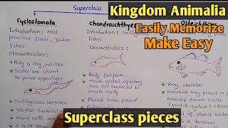 Superclass Pieces  Class cyclostomata  Class Chondrichthyes  Class Osteichthyes  Class 1st year [upl. by Cranford]