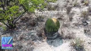 Valle de las Biznagas en Zapotitlán Salinas Puebla [upl. by Ellenehc914]