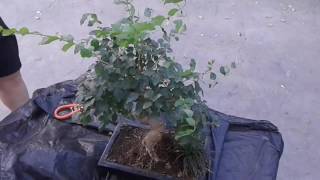 Quitando brotes a mi Ligustrum no Sageretia como dije en el primer video Y comentarios [upl. by Ojoj]