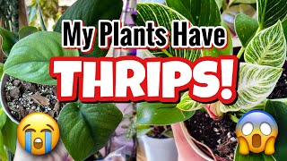 THRIPS How To Identify Treat and Prevent Thrips on Houseplants [upl. by Anirbus]