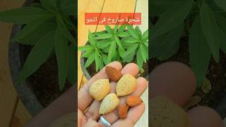 ازرع احلى مكسرات فى المنزل اا Growing almonds at home [upl. by Nuahsel]