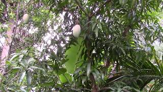 Lancetilla Mango Tree With Fruit [upl. by Acinnej336]