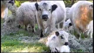 Pasture Supplement in Winter  Miniature Cattle Galloways [upl. by Marv452]