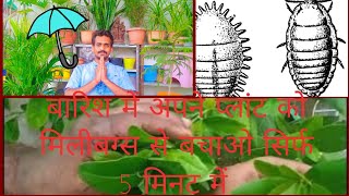 बारिश में अपने नींबू प्लांट को लीफ माइनर से बचाओ सिर्फ 5 मिनट में leaf miner control100killing [upl. by Ynaffit]