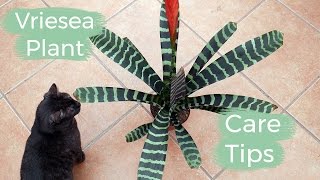 Vriesea Plant Care Tips The Bromeliad With The Flaming Sword Flower  Joy Us Garden [upl. by Cortney]