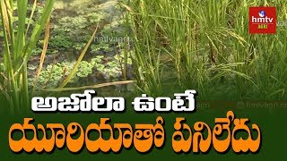 సహజ నత్రజని అజోలా  Azolla in Paddy Cultivation  hmtv Agri [upl. by Norvil]