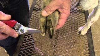 How to Trim Goat Hooves [upl. by Anima]