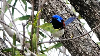 Purple backed Fairywren Devon Park Boundary Road [upl. by Humfried778]