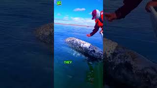 Incredible Moment Fisherman Takes Something Unusual from a Whales Back shorts viral [upl. by Osmo320]