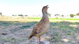 Teetar awaz  Teetar sound  gray francolin teetar sound  Female teetar awaz [upl. by Shirleen349]