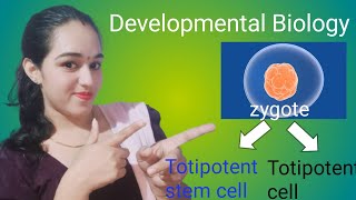 zygote is a totipotent cell not a totipotent stem cell ReenuPooniaum5pw [upl. by Zora]