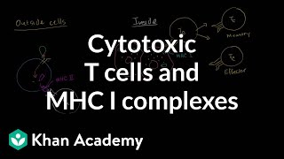 Cytotoxic T cells and MHC I complexes [upl. by Brit54]