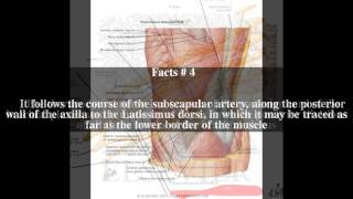 Thoracodorsal nerve Top  5 Facts [upl. by Llenyl194]