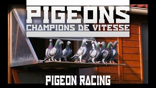 Le monde de la colombophilie  The world of pigeon racing  english subtitles [upl. by Ambert]