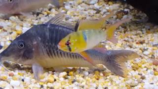 Brochis Multiradiatus Corydoras [upl. by Laroc]