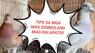 TIPS SA PAG BILI NG KALAPATI  TIPS SA PAG PILI NG KALAPATI PANG KARERA [upl. by Venuti798]