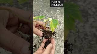 quotDouble Begonia Propagation Success  Transplanting Cuttings for Beautiful Blooms 🌸quot [upl. by Boggs]