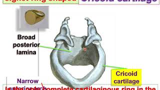 Anatomy of Larynx [upl. by Patrich]