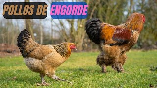 🐔🐓 Pollos de Engorde Cría y manejo para principiantes [upl. by Phyllida]