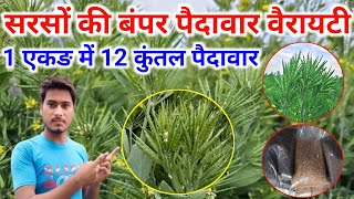 सरसों की बंपर पैदावार वैरायटी  1 एकड़ में 12 कुंतल पैदावार  sarso ki best variety  farming [upl. by Orag]