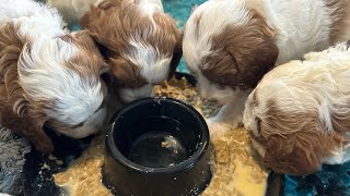 Cavapoo Puppies have puppy food for the 1st time [upl. by Atsev]