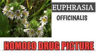 EUPHRASIA OFFICINALIS HOMOEOPATHIC MEDICINE HOMOEO DRUG PICTURE homoeopathy [upl. by Assiren]