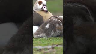 Egyptian goose chicks cuddling with mother  Nilgans Küken mit ihrer Mutter babybird babyanimals [upl. by Mireielle161]