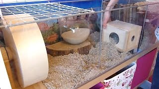 How To Set Up a Gerbil Cage [upl. by Ecinrahs]