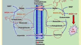 NADH Transport into the Mitochondrial Matrix [upl. by Annecorinne]