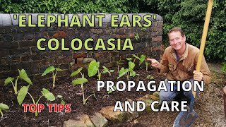 Colocasia Elephant Ear Plant Esculenta Propagation Watering Feeding Winter Care Top Tips [upl. by Prentice555]