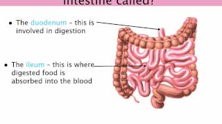 IGCSE 26 Digestive system Duodenum gall bladder liver and pancreas Ms Cooper [upl. by Fredel]