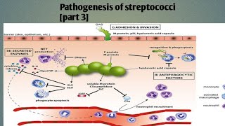 Pathogenesis of streptococci part 3 levinson microbiology [upl. by Yboc]