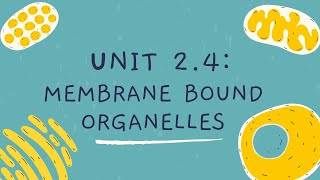 Unit 24 Membrane Bound Organelles [upl. by Ilyse266]