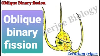 Ceratium  oblique binary fission তির্যক দ্বিবিভাজন  SumanBanerjeeBiology [upl. by Emersen]