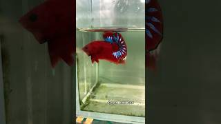 betta fish show beauty🤩bettafishtank betta [upl. by Perlis]