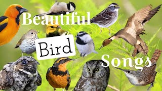 25 of North America’s Most Beautiful Sounding Birds [upl. by Urbain]