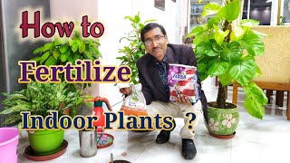 How to Fertilize your indoor Plants [upl. by Phemia]