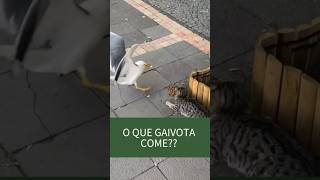 GAIVOTA NA CIDADE COME O QUÊ [upl. by Nele]