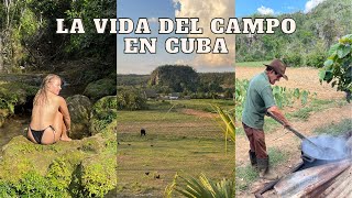 Conociendo la realidad de la vida de los campesinos en Cuba tabaco en el Valle de Viñales [upl. by Eba469]