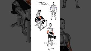 4 Effective Exercises for Biceps Brachialis Growth biceps brachialis exercise [upl. by Arikal307]