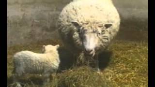 GCSE Science Revision  Cloning Dolly The Sheep [upl. by Anatniuq]