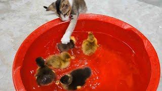 This kitten seems o have eaten the duckling [upl. by Radke]