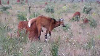 Maned Wolf at Emas NP [upl. by Dagna]