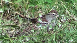 Chipping Sparrow Couple Foraging [upl. by Henry]