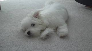 Jaycee  Coton De Tulear  Howling [upl. by Aicre786]